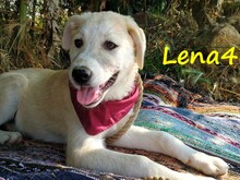 LENA4, Hund, Griechischer Schäferhund Mix in Griechenland - Bild 9