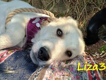 LIZA3, Hund, Griechische Schäferhund Mix in Griechenland - Bild 1