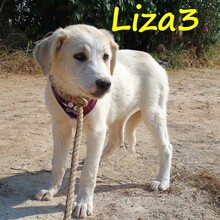 LIZA3, Hund, Griechische Schäferhund Mix in Griechenland - Bild 2