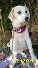 LIZA3, Hund, Griechische Schäferhund Mix in Griechenland - Bild 3