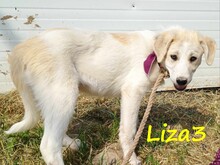 LIZA3, Hund, Griechische Schäferhund Mix in Griechenland - Bild 4
