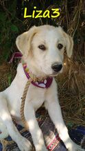 LIZA3, Hund, Griechische Schäferhund Mix in Griechenland - Bild 5