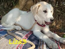 LIZA3, Hund, Griechische Schäferhund Mix in Griechenland - Bild 6