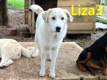 LIZA3, Hund, Griechischer Schäferhund-Mix in Griechenland