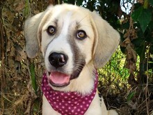 MISHA2, Hund, Griechische Schäferhund Mix in Griechenland - Bild 1
