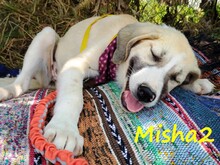 MISHA2, Hund, Griechische Schäferhund Mix in Griechenland - Bild 2