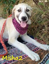 MISHA2, Hund, Griechische Schäferhund Mix in Griechenland - Bild 3
