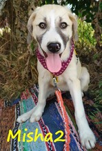 MISHA2, Hund, Griechische Schäferhund Mix in Griechenland - Bild 4