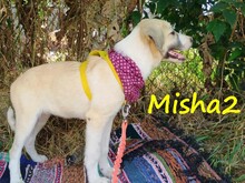 MISHA2, Hund, Griechische Schäferhund Mix in Griechenland - Bild 5