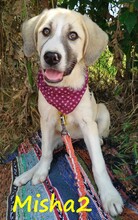MISHA2, Hund, Griechische Schäferhund Mix in Griechenland - Bild 6