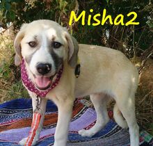 MISHA2, Hund, Griechische Schäferhund Mix in Griechenland - Bild 7