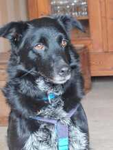 TESSIE, Hund, Border Collie-Australian Shepherd-Mix in Aach - Bild 1