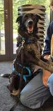 TESSIE, Hund, Border Collie-Australian Shepherd-Mix in Aach - Bild 10