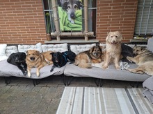 TESSIE, Hund, Border Collie-Australian Shepherd-Mix in Aach - Bild 2