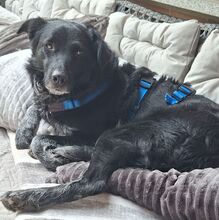 TESSIE, Hund, Border Collie-Australian Shepherd-Mix in Aach - Bild 3