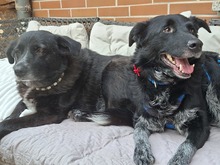 TESSIE, Hund, Border Collie-Australian Shepherd-Mix in Aach - Bild 4