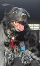 TESSIE, Hund, Border Collie-Australian Shepherd-Mix in Aach - Bild 7