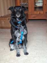 TESSIE, Hund, Border Collie-Australian Shepherd-Mix in Aach - Bild 8