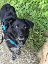 TESSIE, Hund, Border Collie-Australian Shepherd-Mix in Aach - Bild 9