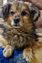 VASCO, Hund, Mischlingshund in Rumänien - Bild 13