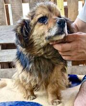 VASCO, Hund, Mischlingshund in Rumänien - Bild 15