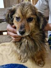VASCO, Hund, Mischlingshund in Rumänien - Bild 3