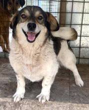 ALISCHA, Hund, Mischlingshund in Rumänien - Bild 1