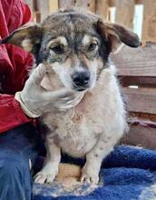 ALISCHA, Hund, Mischlingshund in Rumänien - Bild 10