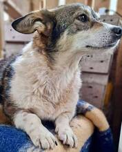 ALISCHA, Hund, Mischlingshund in Rumänien - Bild 11