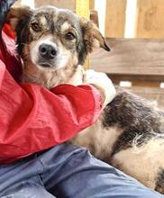 ALISCHA, Hund, Mischlingshund in Rumänien - Bild 12