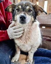 ALISCHA, Hund, Mischlingshund in Rumänien - Bild 14