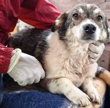 ALISCHA, Hund, Mischlingshund in Rumänien - Bild 15
