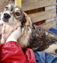 ALISCHA, Hund, Mischlingshund in Rumänien - Bild 2