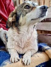 ALISCHA, Hund, Mischlingshund in Rumänien - Bild 4