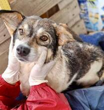 ALISCHA, Hund, Mischlingshund in Rumänien - Bild 5