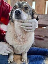 ALISCHA, Hund, Mischlingshund in Rumänien - Bild 6