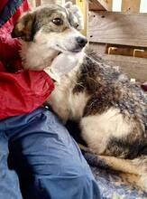 ALISCHA, Hund, Mischlingshund in Rumänien - Bild 8
