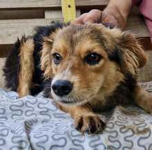 MITCH, Hund, Mischlingshund in Rumänien - Bild 10