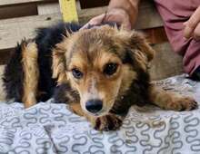 MITCH, Hund, Mischlingshund in Rumänien - Bild 11