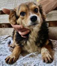 MITCH, Hund, Mischlingshund in Rumänien - Bild 12