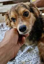 MITCH, Hund, Mischlingshund in Rumänien - Bild 13