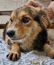 MITCH, Hund, Mischlingshund in Rumänien - Bild 3