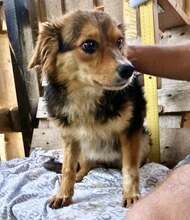 MITCH, Hund, Mischlingshund in Rumänien - Bild 4