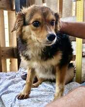 MITCH, Hund, Mischlingshund in Rumänien - Bild 6