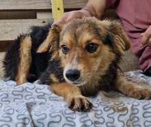 MITCH, Hund, Mischlingshund in Rumänien - Bild 7