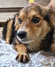 MITCH, Hund, Mischlingshund in Rumänien - Bild 8
