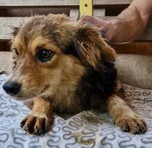 MITCH, Hund, Mischlingshund in Rumänien - Bild 9