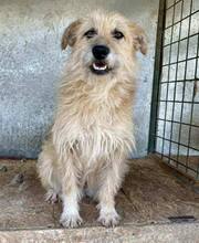 LOTTA, Hund, Mischlingshund in Rumänien - Bild 1