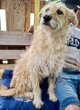 LOTTA, Hund, Mischlingshund in Rumänien - Bild 10