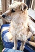 LOTTA, Hund, Mischlingshund in Rumänien - Bild 12